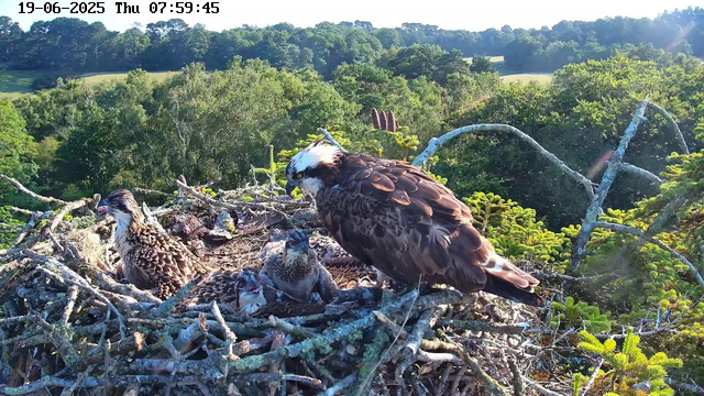 A parent bird, likely a hawk, stands on the edge of a nest made of sticks, watching over four chicks inside the nest. The chicks have fluffy feathers and are lying among the sticks, with one appearing to be calling or vocalizing. The nest is situated high in a tree amid lush green foliage, with a backdrop of a scenic landscape of dense forests and rolling hills under a bright, sunny sky. The image includes a timestamp of June 19, 2025, at 7:59 AM.