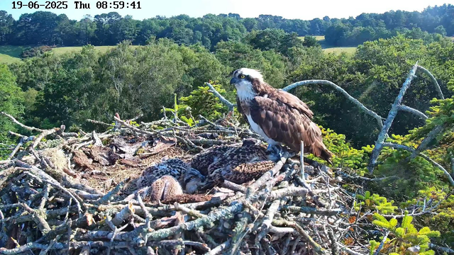 An adult osprey stands on a nest made of sticks and branches, with three young osprey chicks nestled beneath it. The nest is situated among green trees, with a lush, rolling landscape and dense forest in the background. The image is timestamped June 19, 2025, at 8:59 AM.