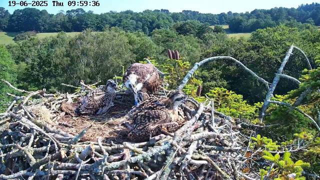 A family of three birds, likely a hawk or similar raptor, is resting in their nest made of sticks high in a tree. The adult bird is leaning over their two chicks, which are covered in downy feathers. The nest is surrounded by lush green foliage and the background shows a forested landscape under a clear blue sky. The image has a timestamp at the top indicating the date and time as June 19, 2025, at 9:59 AM.