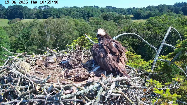 A close-up view of an osprey nest on a tree branch, with an adult osprey sitting on the nest and several chick osprey hatchlings lying underneath. The background features a lush, green forest with a mix of trees and a clear blue sky. The image shows the timestamp "19-06-2025 Thu 10:59:40" at the top.