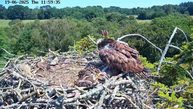 A close-up of a bird of prey, likely an osprey, sitting on a nest made of intertwined sticks and twigs atop a tree. The osprey is tending to a young chick lying next to it, with its wings slightly spread. The background features lush green trees and a clear, bright sky. The image is timestamped June 19, 2025, at 11:59 AM.