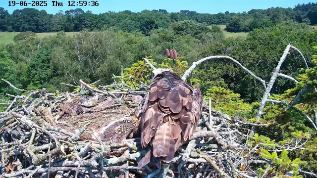 A bird of prey, likely an osprey, is perched on the edge of its nest made of sticks and twigs. The nest is situated high in a tree with lush green foliage, overlooking a dense forest in the background. The sky is clear and blue, and the scene appears to be captured during daylight hours.