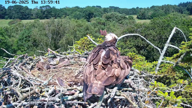 A bird with brown and white feathers is perched on the edge of a large nest made of twigs. The nest is situated high in a tree, with lush green foliage and rolling hills in the background under a clear blue sky. The photo is timestamped June 19, 2025, at 13:59:41.