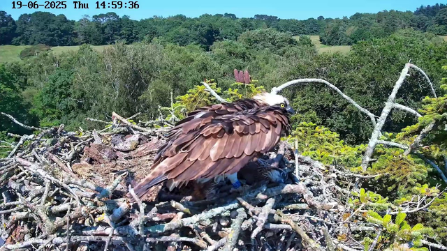 A mature bird of prey, likely an osprey, is sitting on a large nest made of twigs and branches. The bird has brown, tan, and white feathers, with a distinctive white head and a dark eye stripe. It appears to be guarding or resting on its nest high up in the tree canopy, with a background of green trees and a distant hillside under a clear blue sky. The image includes a timestamp at the top-left corner indicating the date and time.