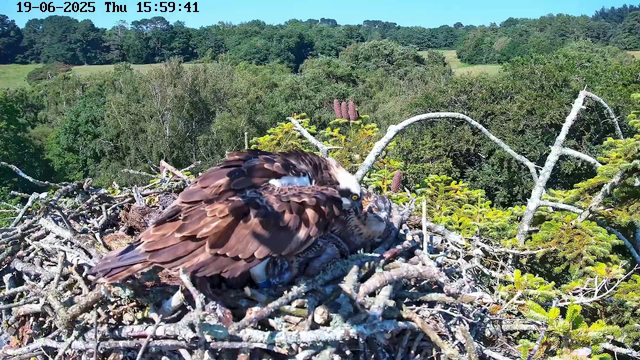 A close-up view of a bird's nest with a parent bird sitting on the nest with a chick. The nest is built with various sticks and twigs, situated high in a tree with green foliage and a scenic forest landscape in the background under a bright blue sky. The image also has a timestamp at the top indicating the date and time.