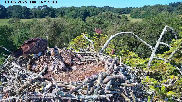 A bird of prey, likely an eagle, is perched on the edge of its large nest made of sticks and twigs. Inside the nest, there are several fledglings with speckled brown and white feathers. The background features lush green trees and rolling hills under a clear blue sky. The timestamp on the image indicates it was taken on June 19, 2025, at 4:54 PM.