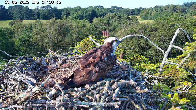 A large bird of prey, likely an osprey, is sitting in its nest made of sticks and branches. The nest is situated high in a tree, with a lush green forest and rolling hills in the background. The bird has brown and white plumage, sharp yellow eyes, and a hooked beak. It appears to be looking to its right. The timestamp on the image indicates it was taken on June 19, 2025, at 5:58 PM.