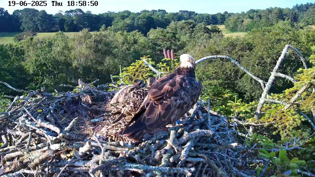 A juvenile or adult bird of prey, possibly an osprey, with dark brown and white feathers, is perched on the edge of a large nest built with sticks and branches. The bird is facing away from the camera, looking toward a lush green forest in the background under a clear sky. The nest is situated high above the treetops. The date and time are displayed at the top left corner of the image.