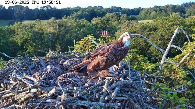 A juvenile and an adult bird of prey, likely an osprey, are perched on a large nest made of sticks and branches. The adult bird is standing upright, looking to the right, with brown and white feathers and a yellow eye. The juvenile, partially obscured, is lying down with spotted feathers. In the background, there is a lush green forest with trees and a clear sky, and the image has a timestamp at the top showing the date as June 19, 2025, and the time as 19:58:51.