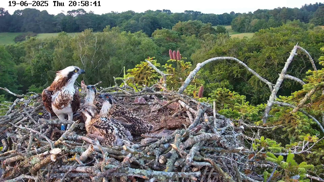 An adult bird of prey, possibly an osprey, is perched on a large nest made of sticks. Surrounding it are four young chicks with speckled brown and white feathers. The background consists of a lush green forest with various trees and foliage. The top of the image displays a timestamp: June 19, 2025, at 8:58:41 PM.