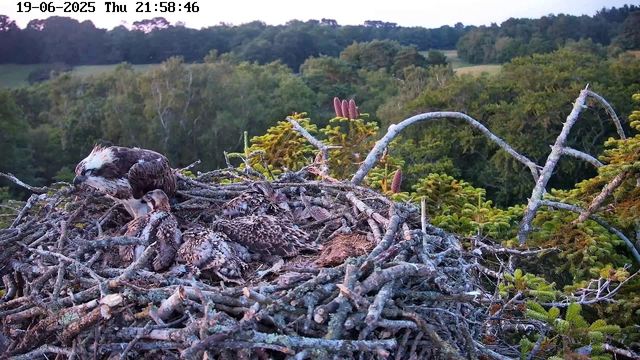 A bird of prey, likely an osprey, is sitting on the edge of its large nest made of twigs. Several younger birds or chicks are nestled in the nest around the adult. The background features green trees and shrubs, with rolling hills in the distance. The sky appears to be at dusk, with a timestamp showing June 19, 2025, at 9:58 PM.