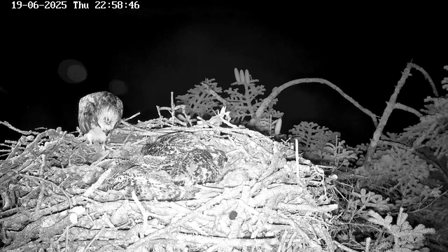A bird of prey, likely a hawk, is perched on a nest with several hatchlings inside. The scene is outdoors at night, illuminated in black and white, with tree branches and foliage surrounding the nest. The timestamp in the top left corner shows the date as June 19, 2025, and the time as 10:58 PM.