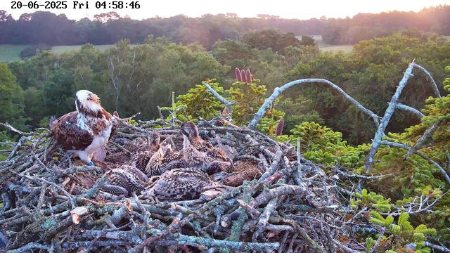 A nest with an adult eagle and several newly hatchling chicks is situated high in a tree amidst green foliage. The adult eagle is perched on the edge of the nest, watching over the chicks. The background features a lush, dense forest with the sun setting on the horizon, casting a warm glow across the scene. The timestamp indicates it is early morning.