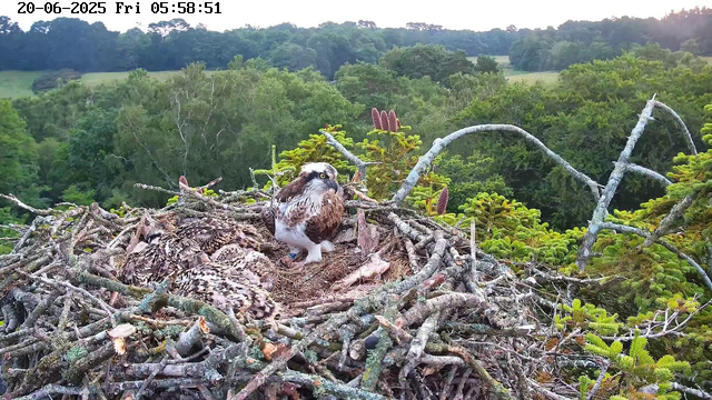 An adult osprey with white and brown feathers and distinctive yellow eyes is sitting on the edge of its nest, which is made of intertwined sticks and situated high among green tree branches. Several ospread chicks, covered in fluffy brown and white down, are lying in the nest. The lush green forest surrounds the nest, and the sky appears clear with soft morning light. A timestamp at the top left corner shows the date as June 20, 2025, and the time as 05:58:51 on a Friday.