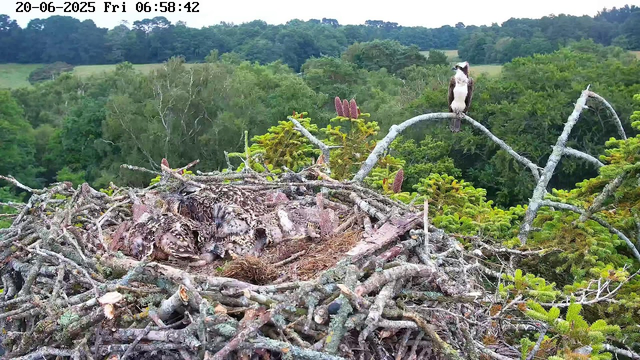 A bird's nest made of twigs sits among green tree branches, with a pair of ospreys perched on different branches nearby. One osprey is sitting on the nest, while the other is perched on a branch to the right, overlooking the nest. In the background, there is a dense, green forest with rolling hills. The timestamp at the top indicates the date as June 20, 2025, and the time as 6:58:42.