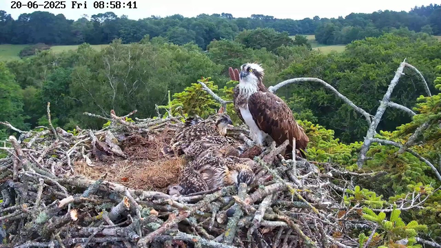 A nest made of sticks and twigs is perched high in a tree, with an adult osprey standing upright and looking around. The nest contains several osprey chicks lying closely together. Surrounding the nest is a lush, green forest with rolling hills in the background. The scene appears to be early in the morning, as indicated by the timestamp.