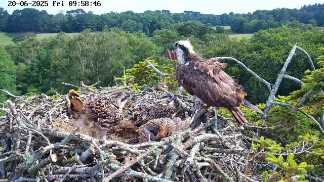 A large adult osprey with brown and white feathers stands on the edge of a nest made of sticks, with four young osprey chicks covered in downy feathers sitting nearby. The adult is holding a fish in its talons. The background features lush green trees and a distant landscape of rolling hills under a clear sky. The timestamp at the top indicates it is morning.
