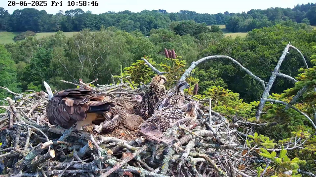 A large bird of prey, likely an eagle, is sitting on a nest made of twigs and branches. There are three young hatchlings or eaglets in the nest, with one of them sitting upright and the other two resting. The scene is set against a lush, green forested landscape with trees and rolling hills in the background. The timestamp on the webcam indicates the date as June 20, 2025, and the time as 10:58:46 AM.