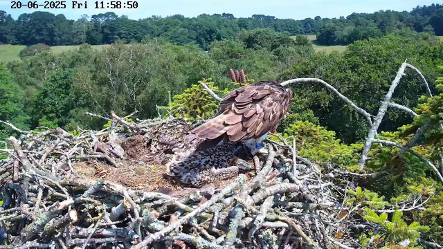 A bird of prey, likely an eagle, is perched on a nest made of twigs and branches high in a tree. The eagle's feathers are brown with lighter and darker patches, and it appears to be tending to or resting near its young. The background shows a lush, green landscape with dense trees and open fields. The timestamp in the upper left corner reads "20-06-2025 Fri 11:58:50."