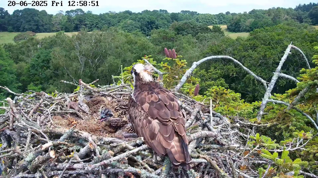 An adult osprey stands on a large nest made of sticks, with two OSREY chicks resting in the nest. The nest is situated high in a tree, overlooking a lush green forest. The scene is bright, indicating it is daytime, and the timestamp shows the date as June 20, 2025, at 12:58:51 p.m.