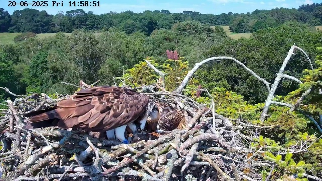 A large bird of prey, likely an osprey, sits on a nest made of sticks and twigs high in a tree. The bird appears to be tending to a young chick or possibly feeding it. The background features dense green foliage and a bright blue sky. The image captures a peaceful, natural scene during daylight hours.