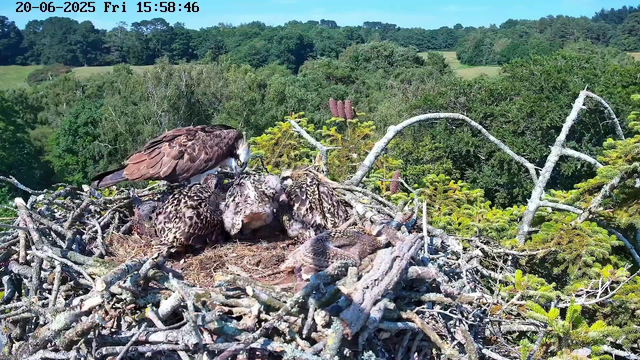 A bird of prey, likely an eagle, is perched on the edge of its large nest made of sticks. Inside the nest, several young eaglets are huddled together, with one adult eagle tending to them. The background features a lush green forest under a clear blue sky. The timestamp on the image reads "20-06-2025 Fri 15:58:46".
