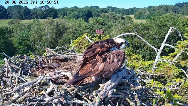 An adult bird of prey, likely an osprey, is perched on a large nest built of sticks and twigs. The bird has brown feathers on its body, a white head with a distinctive dark eye stripe, and bright yellow eyes. The background features lush green trees, rolling hills, and a clear blue sky, all captured during daytime. A timestamp in the top left corner reads "20-06-2025 Fri 16:58:51."
