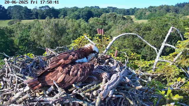 A pair of ospreys are perched in their large nest made of sticks, high above a forested landscape. One osprey is tending to three chicks, with lush green trees and a clear blue sky in the background. The nest is situated among branches of a tall tree. The date and time displayed on the top left are June 20, 2025, at 5:58 PM.