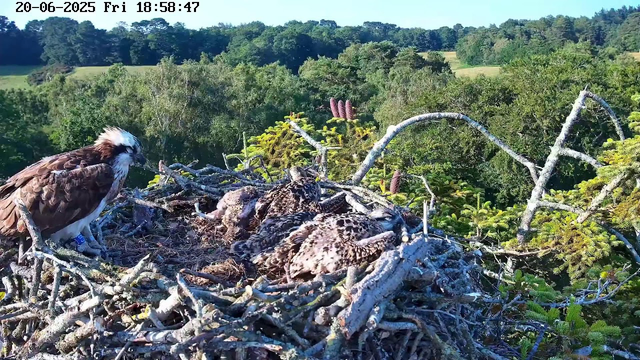 A bird of prey, likely an osprey, stands on the edge of a large nest made of sticks, with three fledglings resting inside. The nest is high in a tree, with green foliage and rolling hills visible in the background under a clear blue sky. The timestamp in the upper left corner indicates the date and time as June 20, 2025, at 6:58:47 PM.