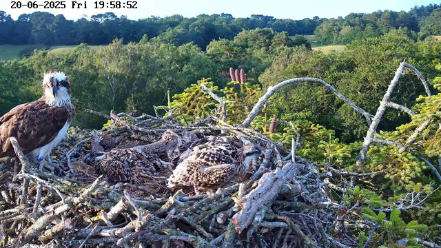 A bird's nest with three young osprey chicks resting on a branch, surrounded by green trees and foliage, with an adult osprey nearby. The scene is set in a natural landscape with rolling hills in the background. The timestamp on the image shows June 20, 2025, at 7:58 PM.