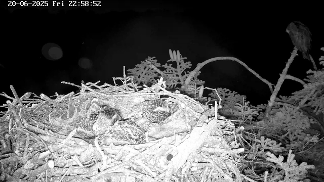 A black-and-white image showing a bird's nest with several baby birds huddled together inside. The nest is perched among branches and foliage, with a perched bird visible on the right side of the image. The top left corner displays the date and time: "20-06-2025 Fri 22:58:52".