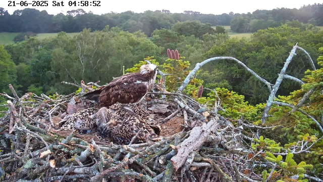 A large bird of prey, likely an osprey, is perched on the edge of its nest, surrounded by smaller chicks. The nest is made of an intricate bundle of sticks and twigs situated high in a tree, overlooking a lush, green forested landscape. The photo is timestamped June 21, 2025, at 4:58 AM.