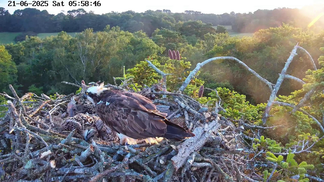 An adult osprey with brown wings and a white head stands on a large nest made of sticks, located high above a lush green forest. Two osprey chicks with spotted brown and white down are nestled in the nest. The background shows dense trees and a clear sky, with the warm glow of the setting or rising sun. The timestamp in the upper left corner reads "21-06-2025 Sat 05:58:46."