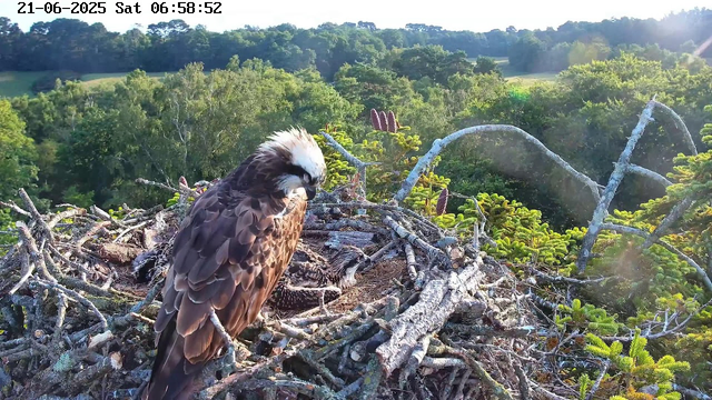 An adult osprey is perched on its nest, which is made of sticks and twigs, situated above lush green trees and a clear, bright sky. The scene is illuminated by sunlight, with a forested landscape extending into the distance. The timestamp indicates it is early morning on June 21, 2025.