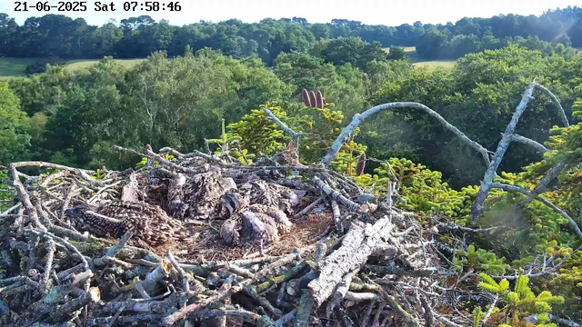 A close-up view of a bird’s nest built among the branches of a tree, with several juvenile birds, likely young hawks or raptors, resting inside the nest. The nest is made of twigs and branches, set against a backdrop of dense green foliage and distant rolling hills under a bright sky. The timestamp at the top indicates it is early morning on June 21, 2025.