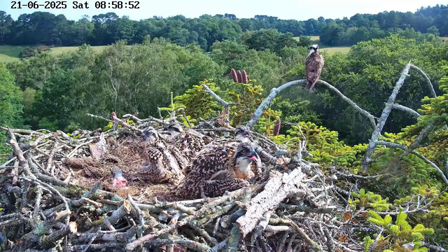 A view of a large bird's nest built among tree branches, with multiple juvenile birds sitting inside. One adult bird perches on a high branch to the right, observing the surroundings. The nest is constructed from an assortment of sticks and twigs, set against a lush green backdrop of dense trees and rolling hills. The timestamp indicates the date as June 21, 2025, and the time as 08:58:52.