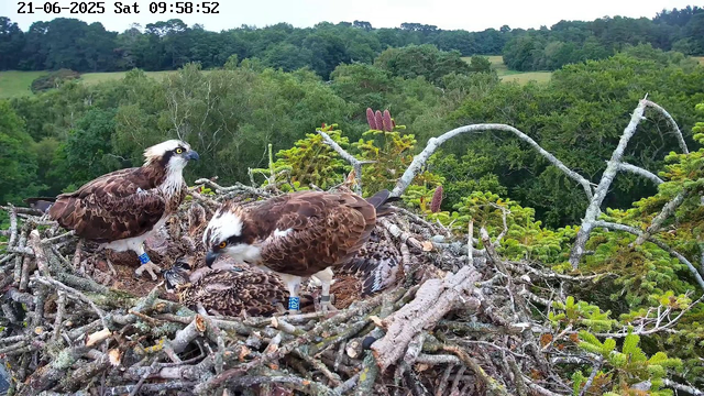 An adult osprey with distinctive brown and white plumage and yellow eyes stands on a large nest made of sticks. One of the young osprey chicks, covered in downy feathers, lies in the nest beneath the adult. The adult appears to be feeding or attending to the chick. The background features lush green trees and rolling hills under a cloudy sky. The timestamp on the image reads "21-06-2025 Sat 09:58:52."