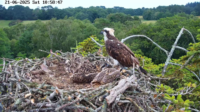 An adult osprey stands on the edge of a large nest made of sticks, overlooking a lush green forest with rolling hills in the background. Two osprey chicks are lying in the nest beneath the adult, covered in speckled brown and white feathers. The scene is captured from a webcam, with a timestamp indicating the date and time as June 21, 2025, at 10:58:47 AM.