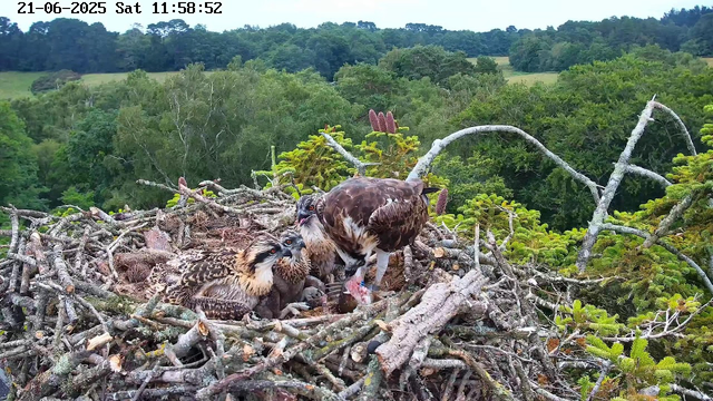 A family of ospreys is sitting in a large nest made of sticks, situated high in a tree. The adult osprey is standing on the nest, feeding two young ospreys that are lying close together. The background features a lush, green landscape with dense trees and rolling hills under a bright sky. The image is captured from a webcam, with a timestamp at the top indicating the date and time as June 21, 2025, at 11:58:52 a.m.