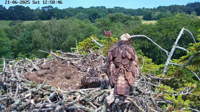 A large bird, possibly an eagle, is perched on the edge of a nest made of sticks and branches. Inside the nest, there are two smaller birds, likely chicks, resting. The nest is situated high in a tree with lush green foliage. In the background, there are rolling hills covered with dense forest under a partly cloudy sky. The timestamp displayed in the top left corner indicates the date as June 21, 2025, and the time as 12:58:46 on a Saturday.