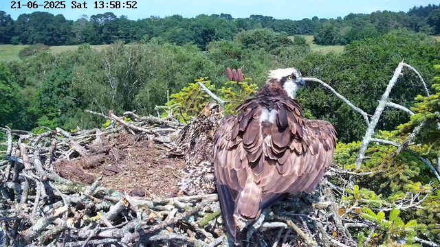 An adult osprey with brown feathers and a white head is sitting on a large nest made of sticks, perched high in a tree. Behind the nest, lush green foliage and distant rolling hills are visible under a clear blue sky. The image shows the date and time as June 21, 2025, at 1:58 PM.