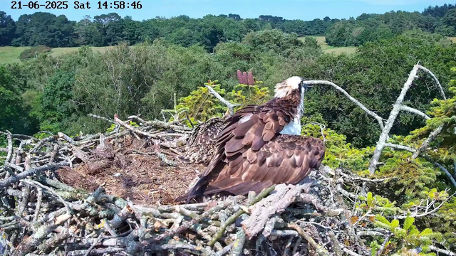 A young or juvenile bird with brown and white feathers is sitting in a large nest made of intertwined sticks and branches. The nest is situated high in a tree, surrounded by green foliage and lush forested landscape. The background shows a distant treetops under a clear, sunny sky. The timestamp on the image indicates it was taken on June 21, 2025, at 2:58 PM.