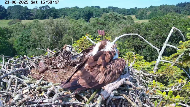 A large adult osprey and a juvenile osprey are sitting together in a nest made of sticks high in a tree. The adult osprey is preening itself with its head turned downward, while the juvenile is sitting nearby with its head turned to the side, surrounded by lush green foliage and distant trees in the background. The timestamp on the image shows "21-06-2025 Sat 15:58:47" at the top.