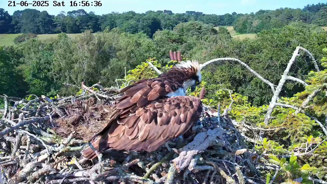 An osprey sits in its nest made of sticks and twigs, high above a lush green forest with dense trees and rolling hills in the background. The bird turns its head, showing its white face and sharp beak, while the bright daylight illuminates the scene. The timestamp on the image reads "21-06-2025 Sat 16:56:36."