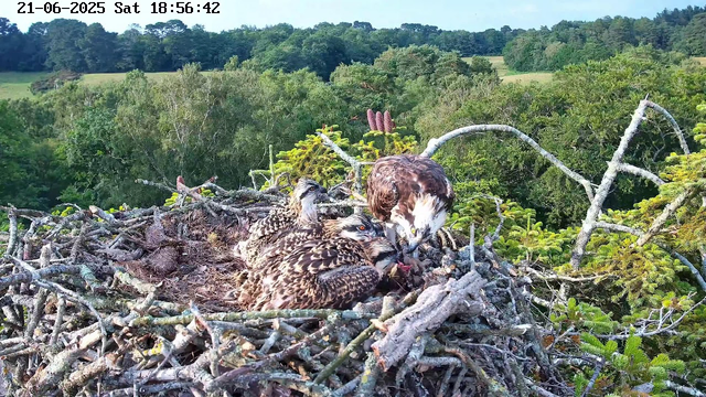 An adult bird of prey, likely an osprey, is sitting in a large nest made of twigs. There are two juvenile osprey chicks in the nest, with one chick looking upward and the other appearing to be pecking at food. The background shows a lush green forest with various trees and distant rolling hills under a clear sky. The timestamp on the image reads "21-06-2025 Sat 18:56:42."