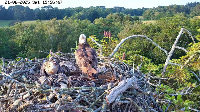 An adult osprey stands upright in the center of a large nest made of intertwined sticks, surrounded by three fledgling ospreys lying and sitting within the same nest. The background features lush green trees and rolling hills under a clear sky, with the date and time "21-06-2025 Sat 19:56:47" displayed at the top left corner.