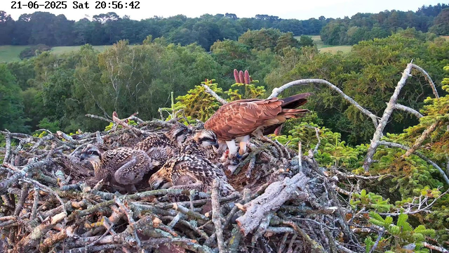 A mother bird, likely an osprey, stands on the edge of a large nest made of sticks, with three young chicks inside. The mother bird has brown and white feathers, with a white head and dark eye stripe. The chicks are covered in soft, downy feathers with a speckled brown and white pattern. The nest is situated high in the trees, overlooking a lush green forest with rolling hills in the background. The image is timestamped "21-06-2025 Sat 20:56:42" in the top left corner.