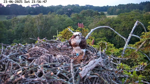 A bird of prey, likely an osprey, is standing in its nest made of sticks, with a partially visible chick nearby. The nest is situated among green trees, and the background shows a lush, forested landscape with rolling hills. The scene appears to be during dusk or early evening, as indicated by the lighting. The date and time are displayed at the top of the image.