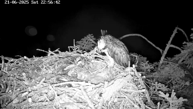 A bird of prey, likely a hawk or eagle, is perched on the edge of a nest made of sticks and twigs. Inside the nest, several young birds are visible, resting or roosting closely together. The scene is captured at night, with the image in black and white, showing the nest against a dark background with faint foliage and tree branches. The timestamp in the top left corner indicates the date and time as June 21, 2025, Saturday at 10:56:42 PM.