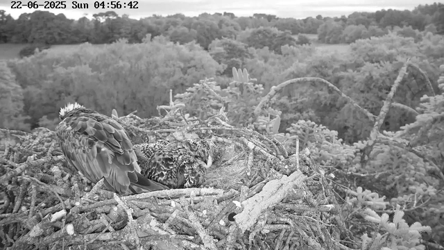 A bird's nest on a tree branch containing an owl chick, with a second young bird perched beside it, all surrounded by dense foliage and trees in the background. The scene is in black and white, and the timestamp reads "22-06-2025 Sun 04:56:42".